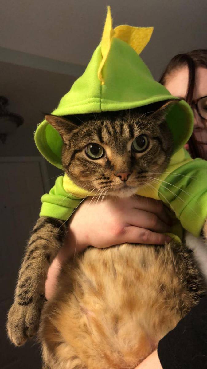 potret gemas kucing memakai kostum dinosaurus (reddit.com/user/southernsass91)