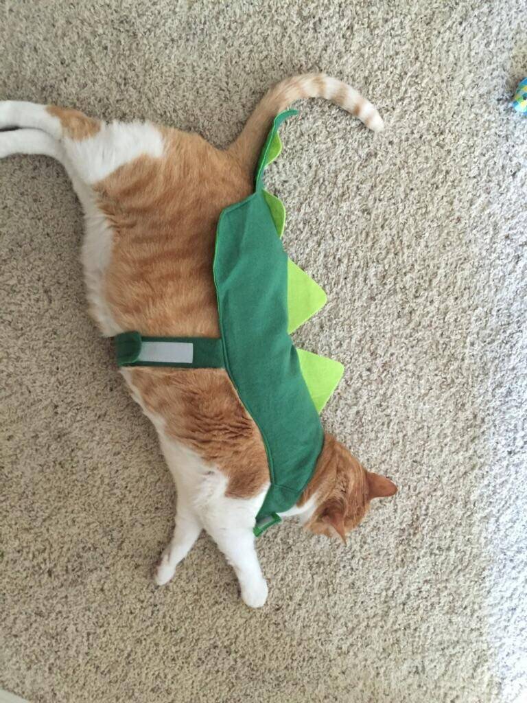 potret gemas kucing memakai kostum dinosaurus (reddit.com/user/michaelacs)