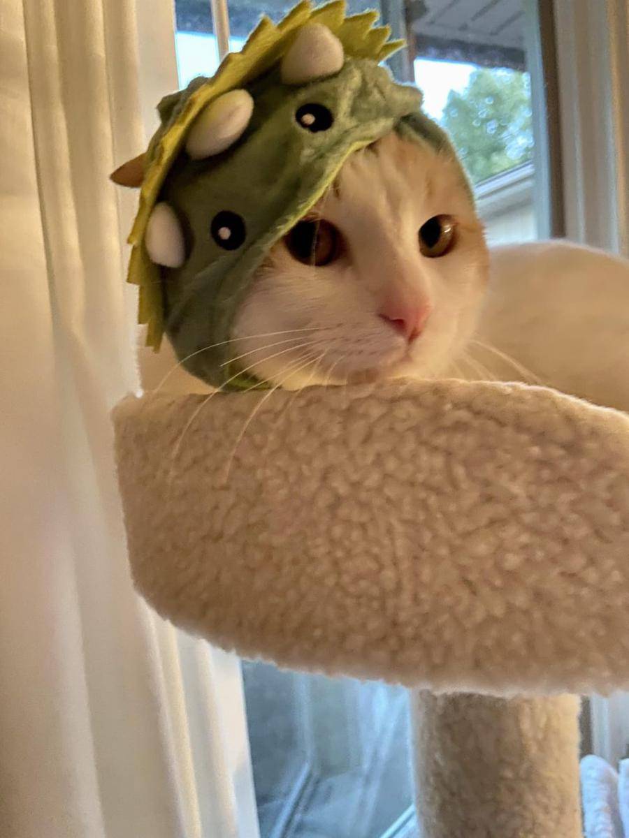 potret gemas kucing memakai kostum dinosaurus (reddit.com/user/Loridaaa)