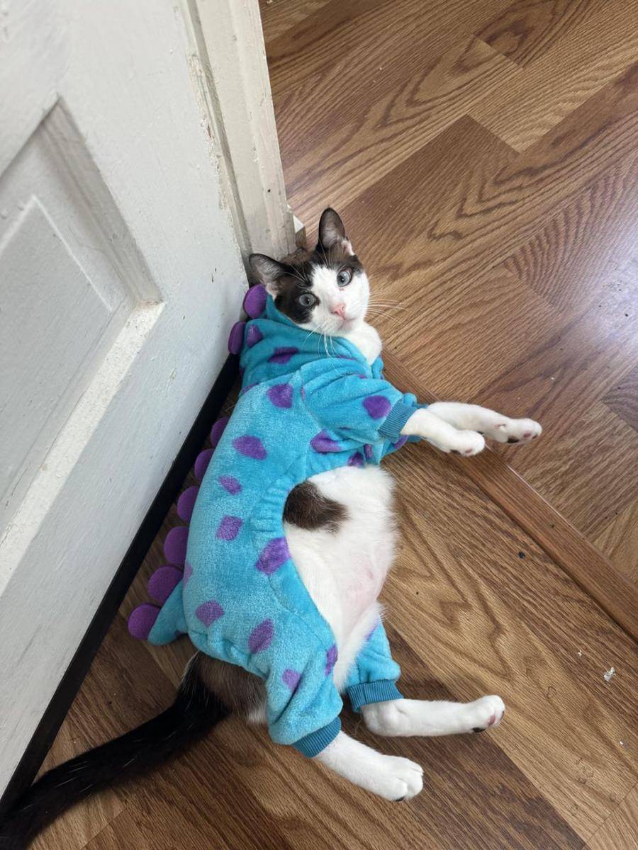 potret gemas kucing memakai kostum dinosaurus (reddit.com/r/cats)