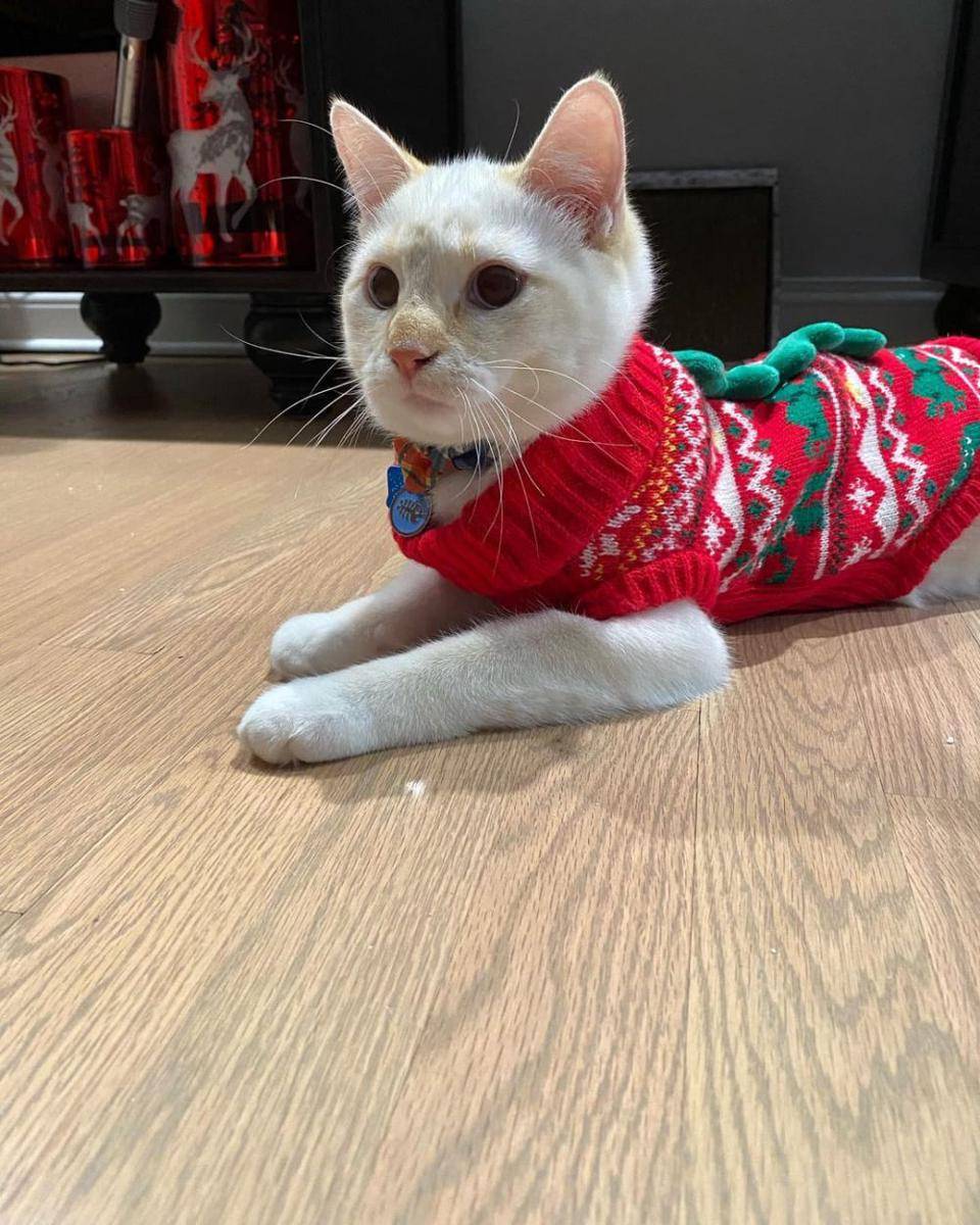 potret gemas kucing memakai kostum dinosaurus (reddit.com/user/Sybil019)