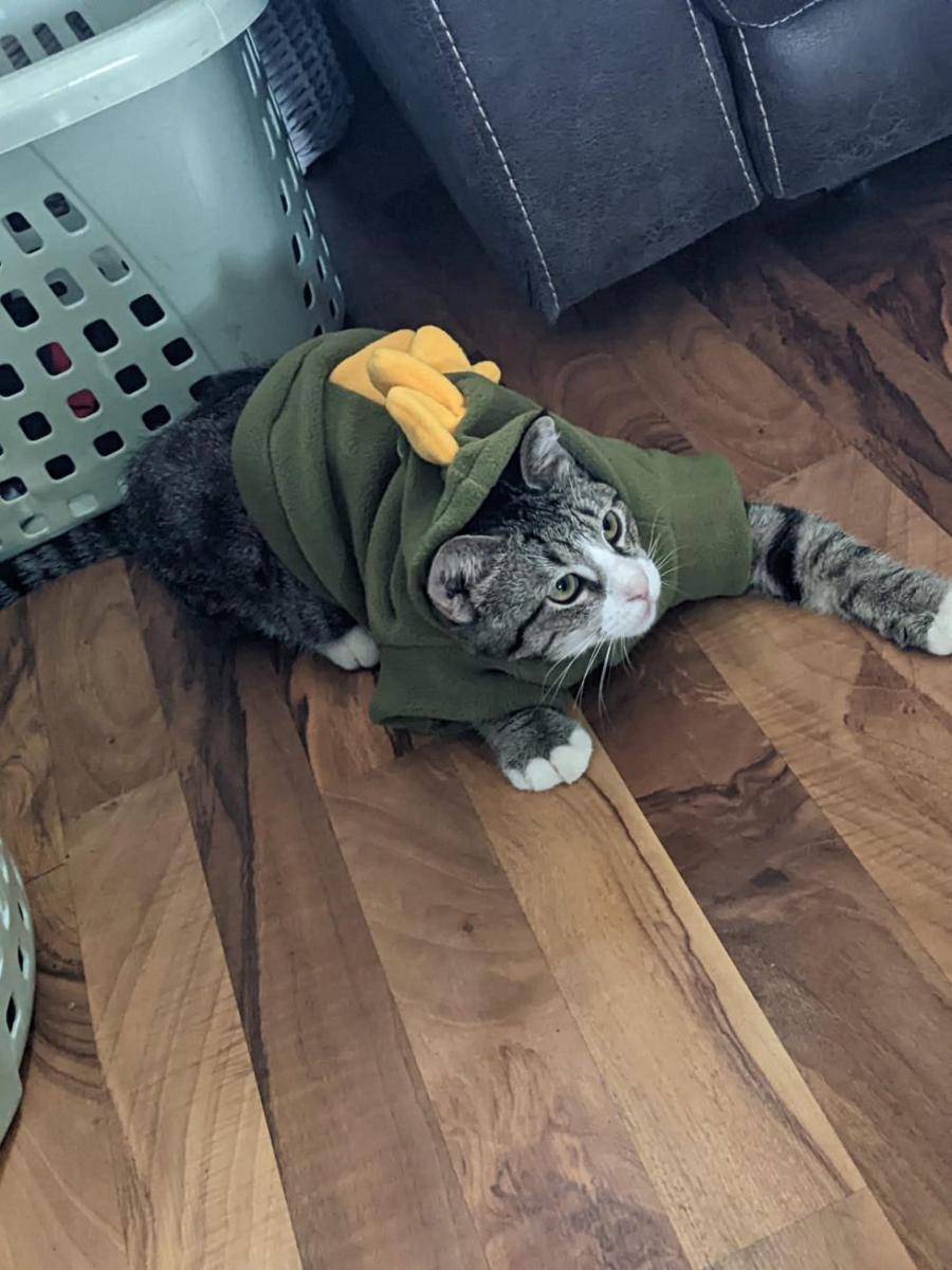 potret gemas kucing memakai kostum dinosaurus (reddit.com/user/danerd51)
