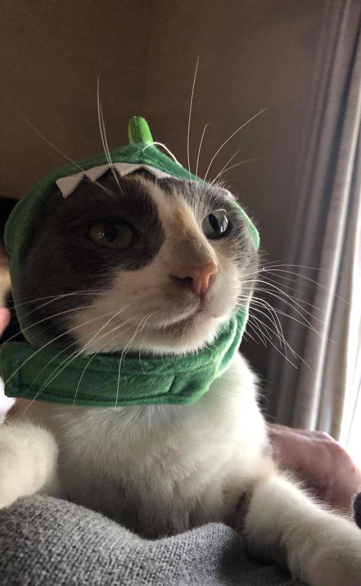 potret gemas kucing memakai kostum dinosaurus (reddit.com/user/Emotional-Speech-214)