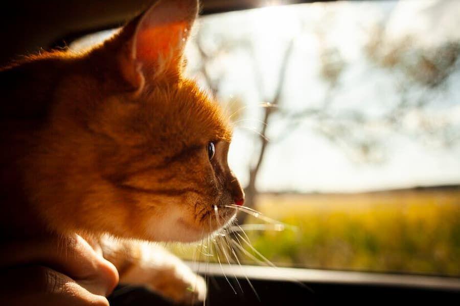 Apakah Kucing Bisa Mabuk Perjalanan Saat Diajak Mudik?