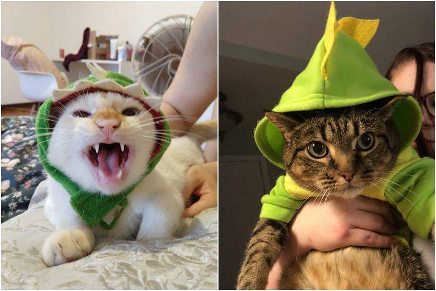 kolase potret gemas kucing memakai kostum dinosaurus (reddit.com/user/BellJarJar | reddit.com/user/southernsass91)
