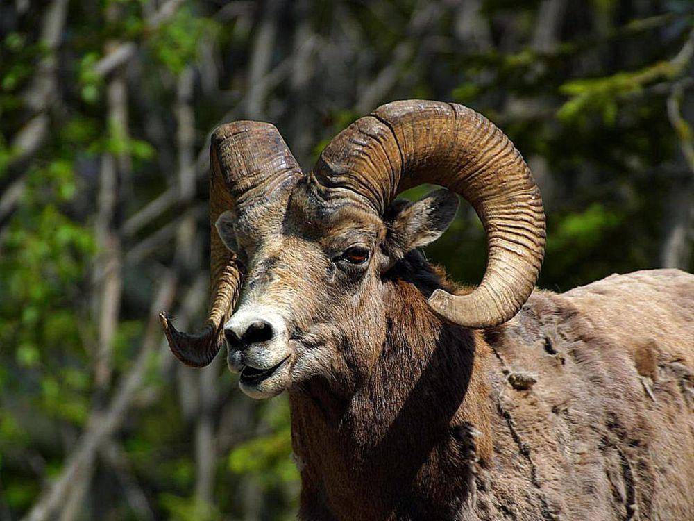domba tanduk besar (Ovis canadensis) Pegunungan Rocky, merupakan salah satu satwa liar paling terkenal penghuni wilayah pegunungan ini (commons.wikimedia.org/Jon Sullivan)