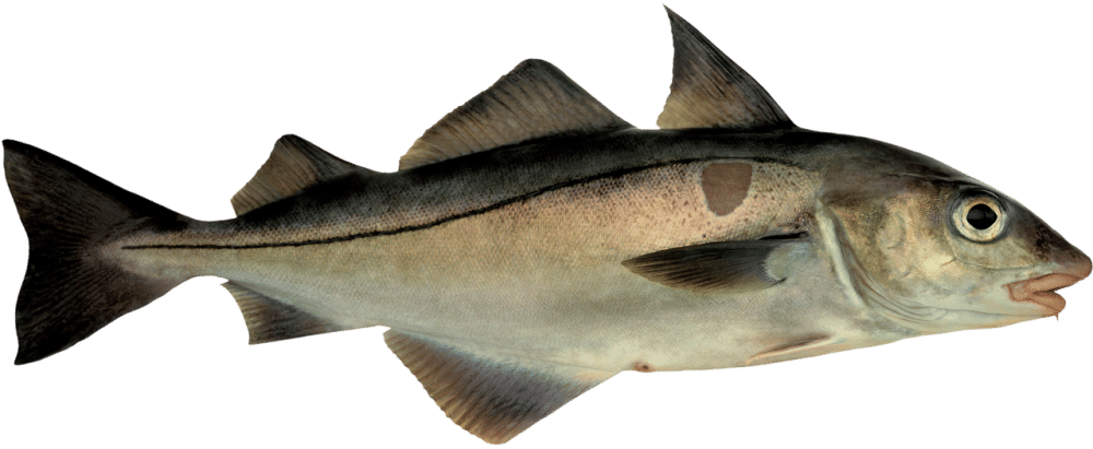 ikan haddock (nordic-seaco.no)