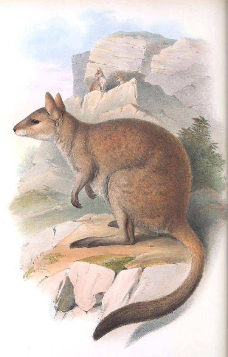 Ilustrasi nabarlek (nt.gov.au)