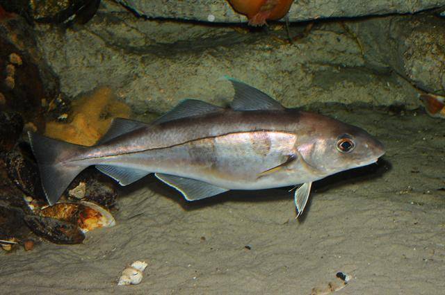 ikan haddock (biopix.com/N Sloth)