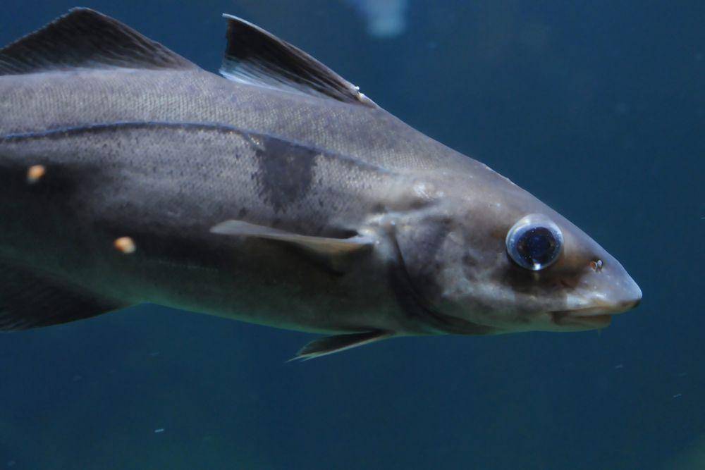 ikan haddock (flickr.com/Joachim S. Müller)