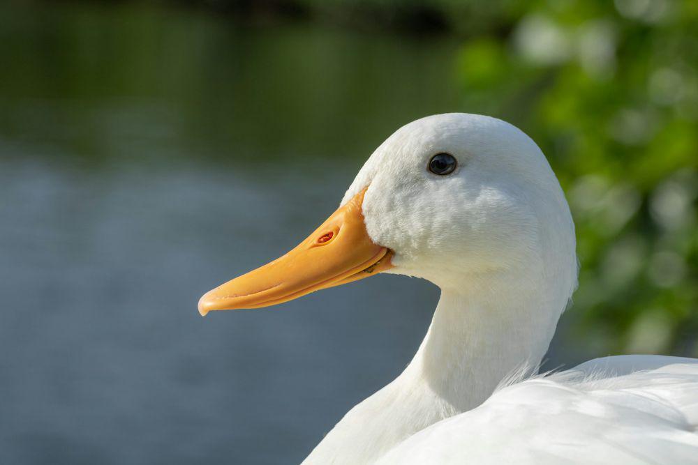 6 Sebab Seseorang Punya Kecenderungan Duck Syndrome