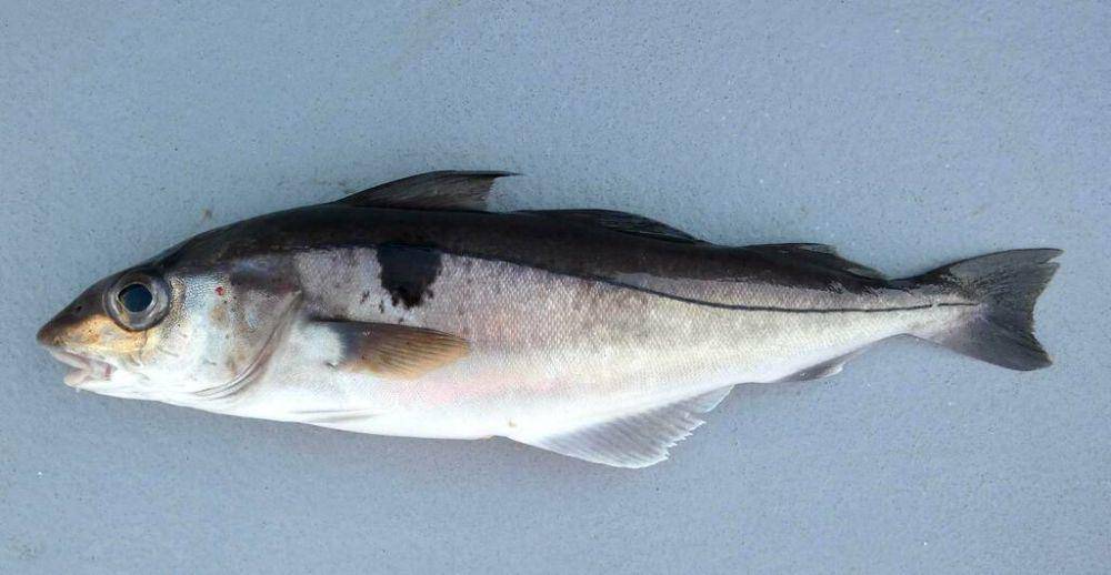 ikan haddock (inaturalist.org/heikomaxbrunken)