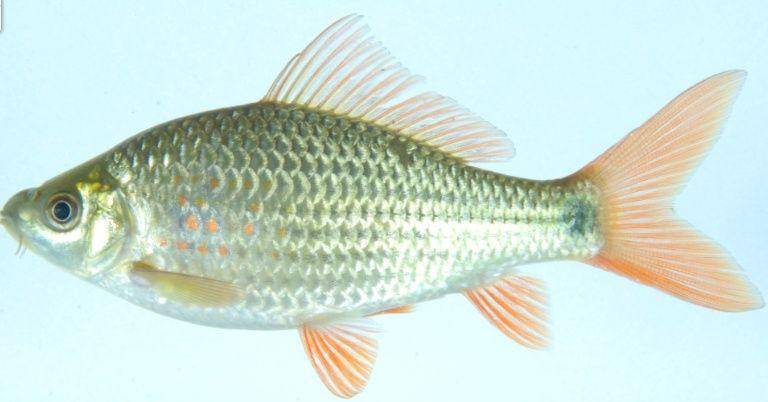 Ikan nilem (kulonprogokab.go.id)