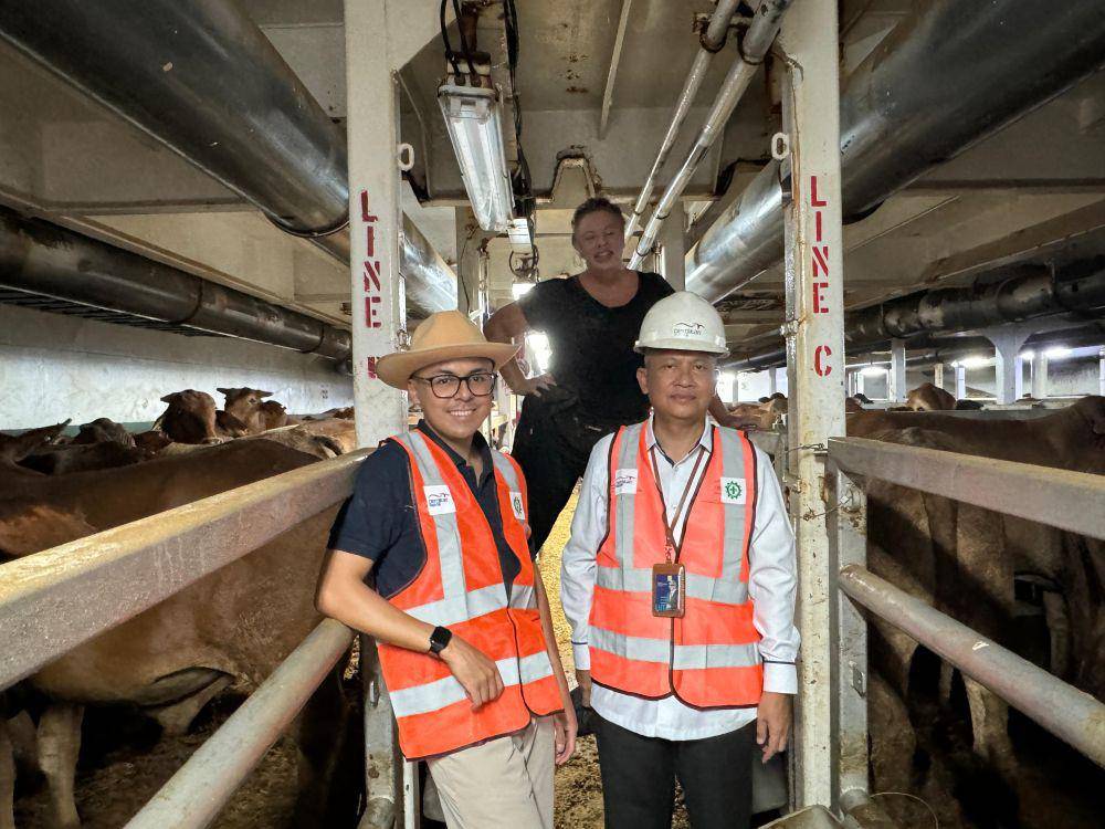 PT Berdikari datangkan impor sapi bakalan dan sapi siap potong sebanyak 2.583 ekor. (Dok/Humas PT Berdikari).