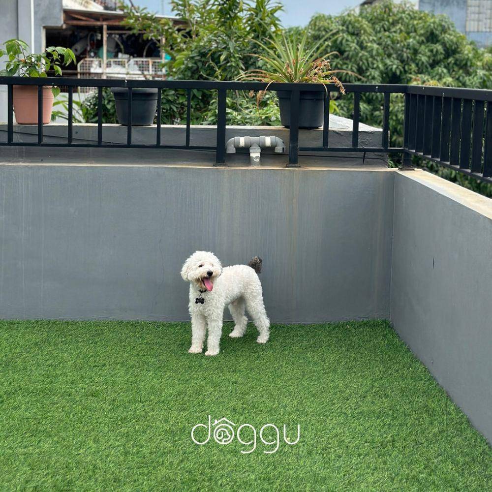 Pet Hotel Jakarta (Instagram.com/doggu.id)