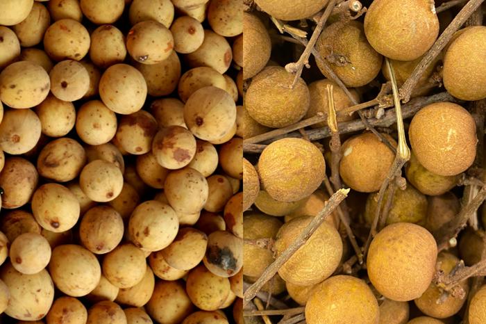 [QUIZ] Yakin Kamu Tahu Perbedaan Duku dan Kelengkeng Ini?
