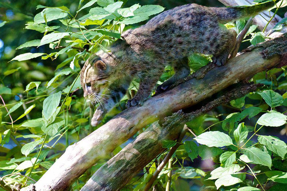 5 Kucing Hutan di Indonesia, Ada yang Tinggal Sedikit