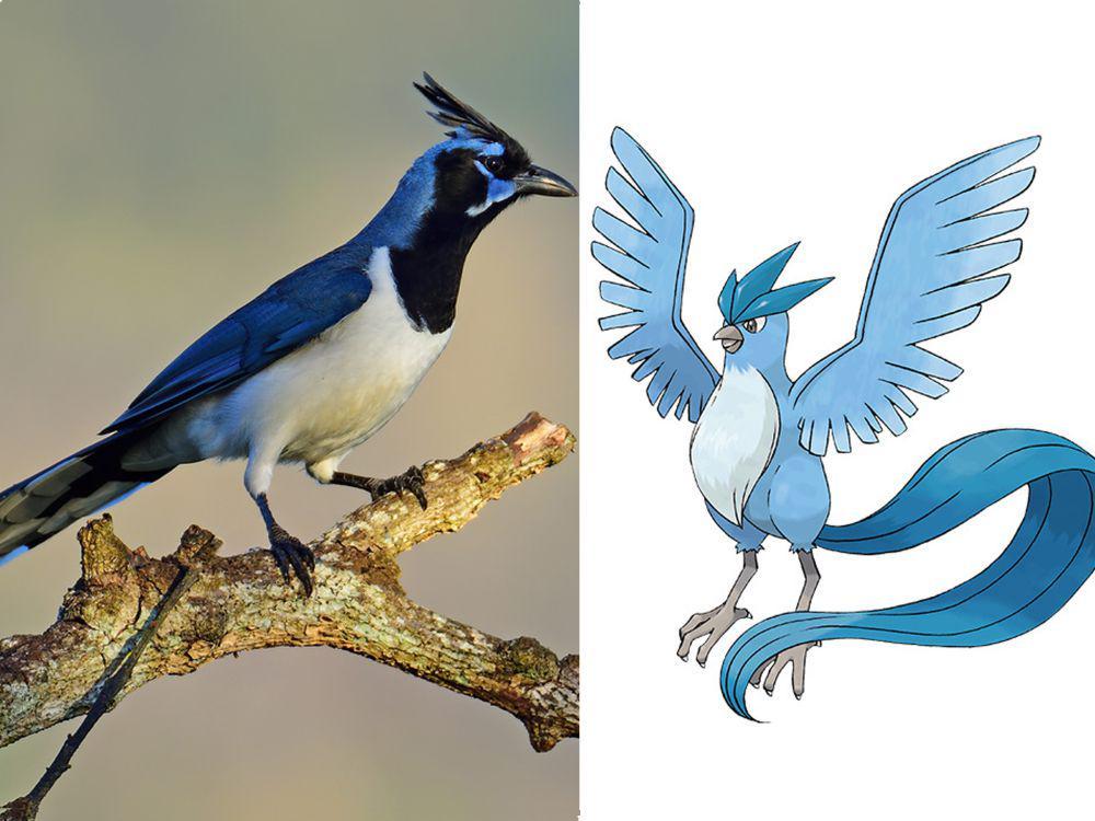 7 Fakta Unik Burung Black-Throated Magpie Jay, Mirip Karakter Pokemon