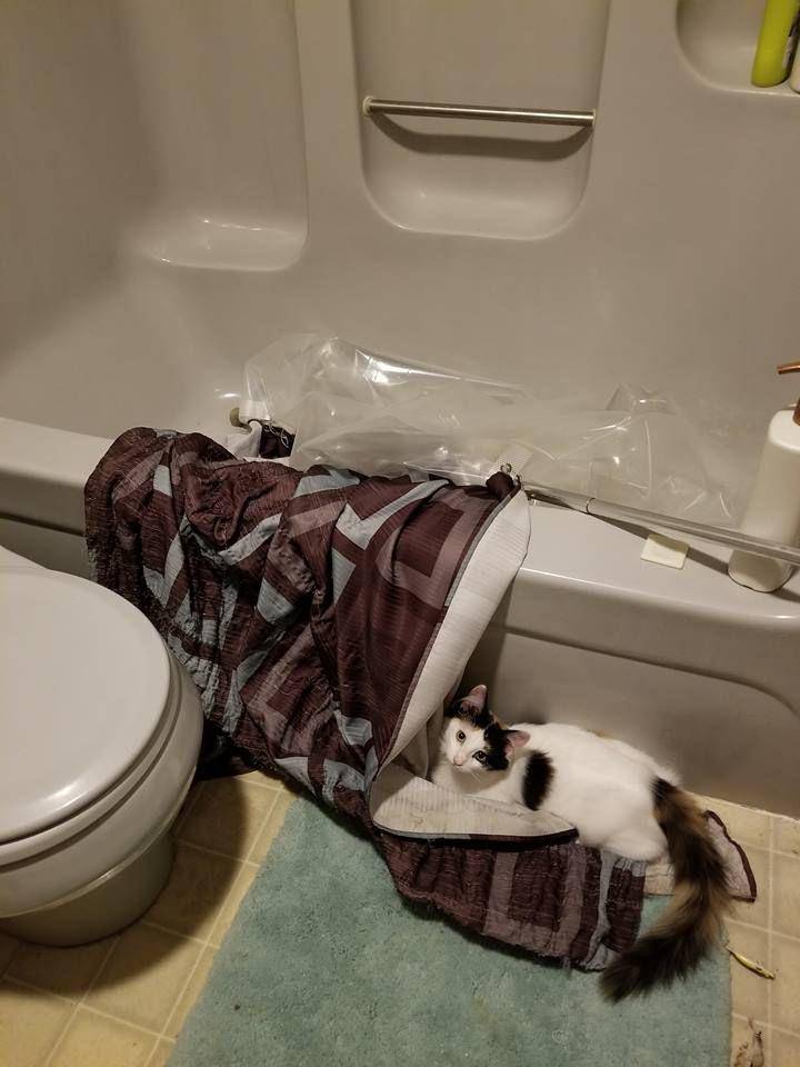 momen ngeselin tapi kocak anabul mencuri selimut (reddit.com/r/AnimalsBeingJerks)