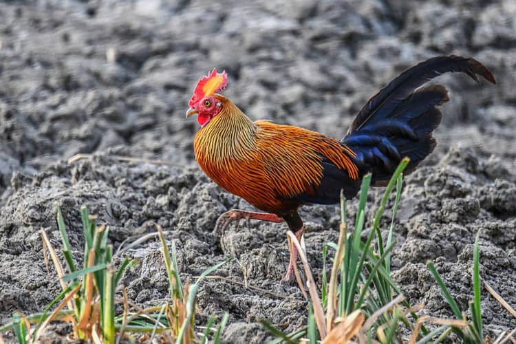 Mengenal Spesies Ayam Hutan, Merupakan Nenek Moyang Ayam Dom | IDN Times