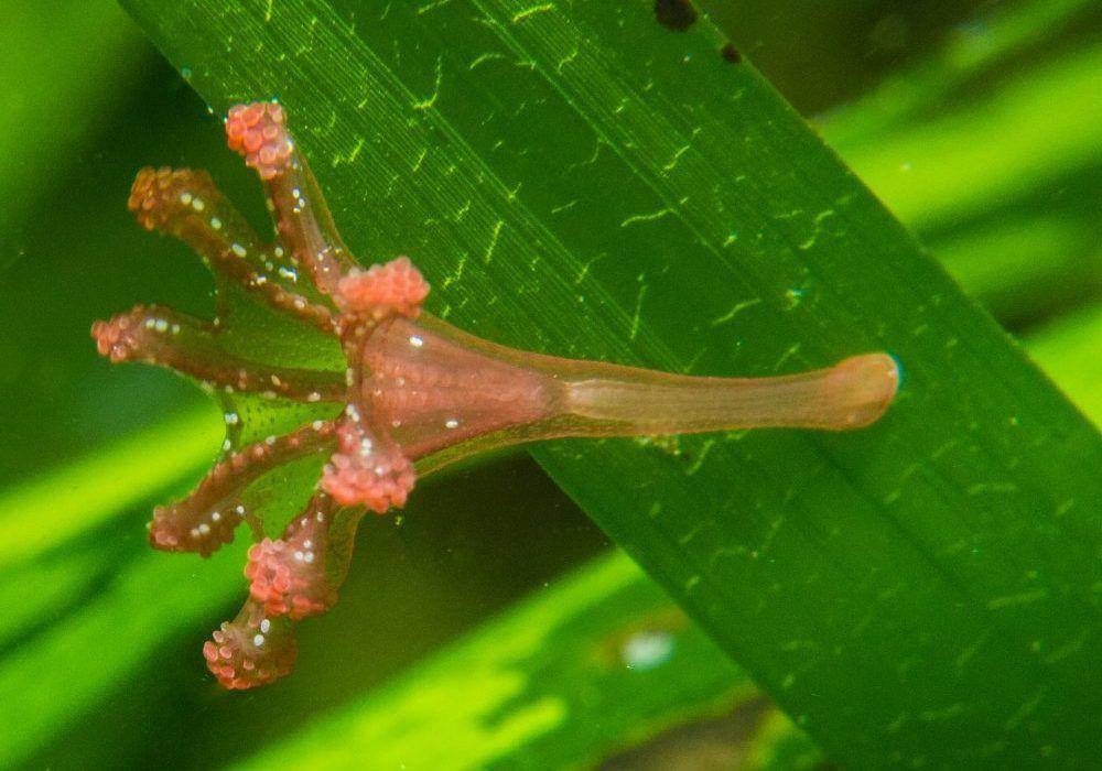 Stalked jellyfish (saveourseabed.co.uk)