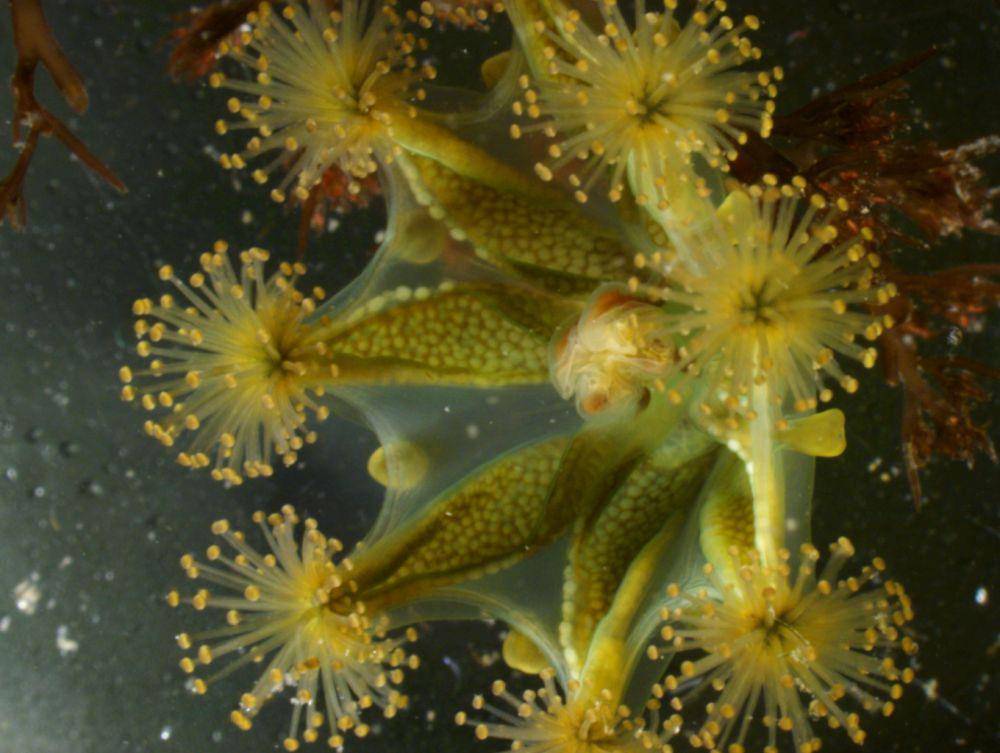 Stalked jellyfish (commons.wikimedia.org/HE Westlake)
