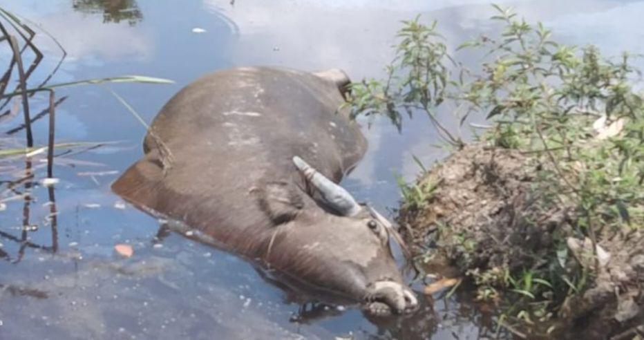 Diserang Penyakit Ngorok, Belasan Kerbau di OKI Mati Mendadak