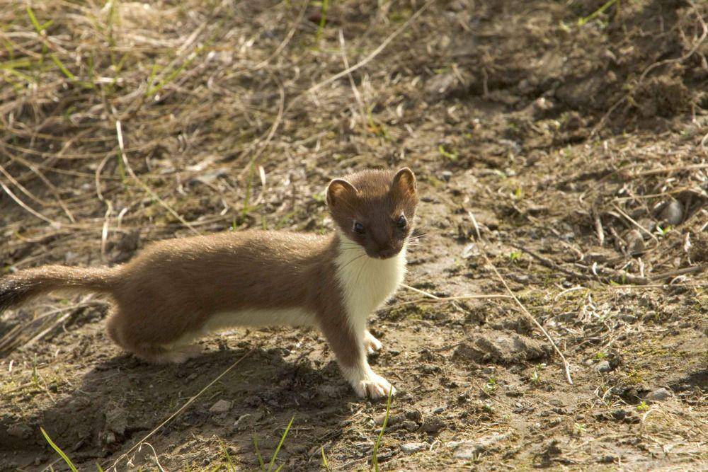Ermine (commons.wikimedia.org)