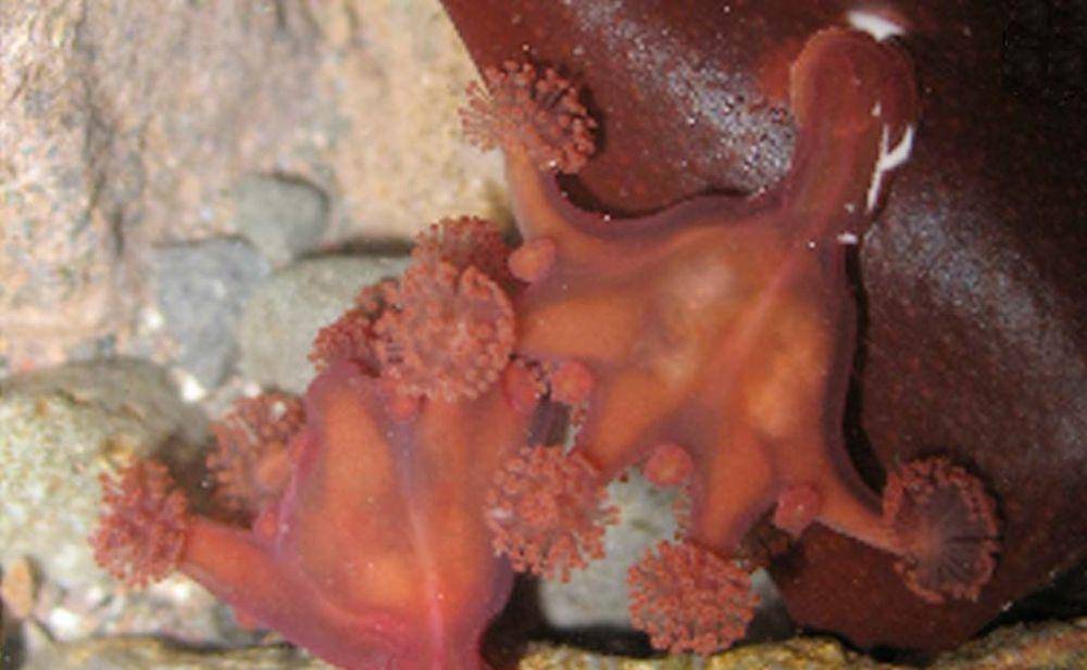 Stalked jellyfish (oceananimals.org)