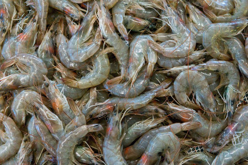 Ilustrasi udang (unsplash.com/Etienne Girardet)