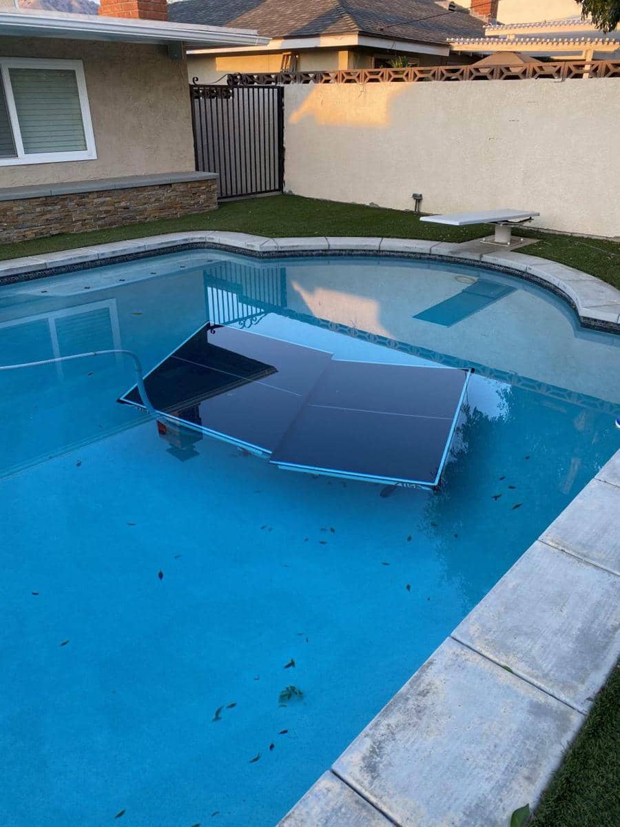 potret momen apes soal tenis meja (reddit.com/user/dmelvey)