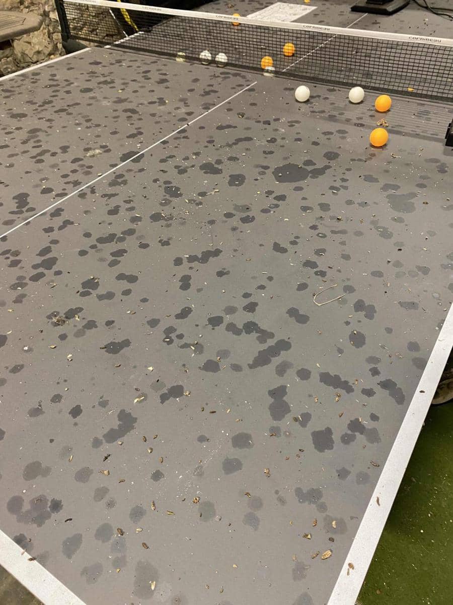 potret momen apes soal tenis meja (reddit.com/user/MortyVulpus)