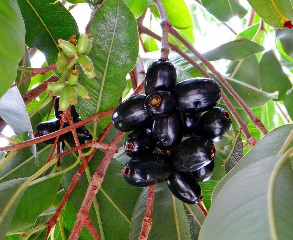 jamun (pixabay.com/Bishnu Sarangi)