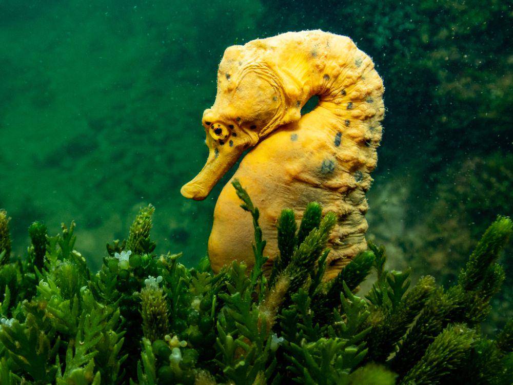 ilustrasi Hippocampus abdominalis (inaturalist.org/imogenisunderwater)