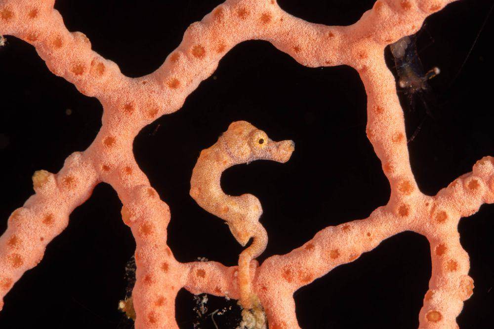 ilustrasi Hippocampus denise (inaturalist.org/jackmckee50)