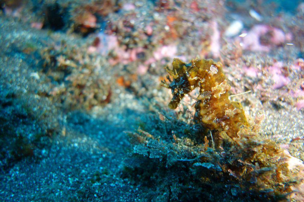 ilustrasi Hippocampus hippocampus (inaturalist.org/alba_iglesias)