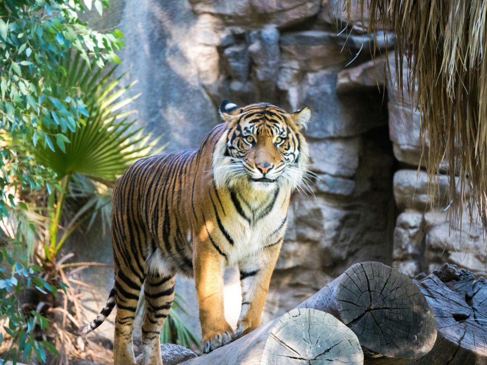 5 Fakta Harimau Benggala, Spesies Kucing Terbesar Kedua di Dunia!