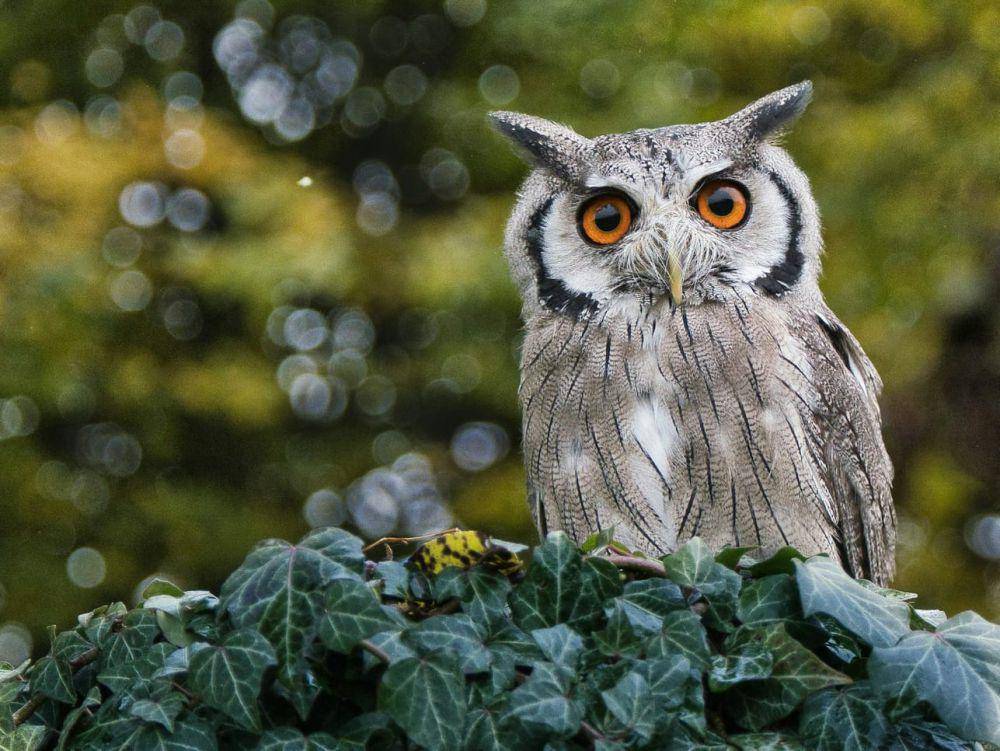 ilustrasi burung hantu (unsplash.com/Jesse Cason)