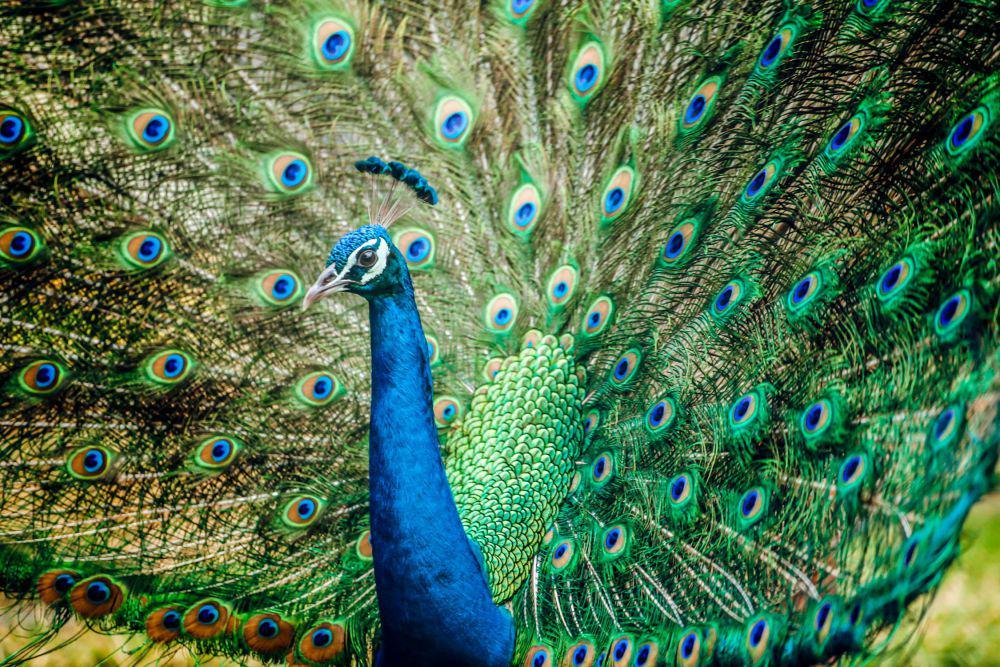 5 Fakta Burung Merak yang Menarik, Terbiasa Menggugurkan Bulunya