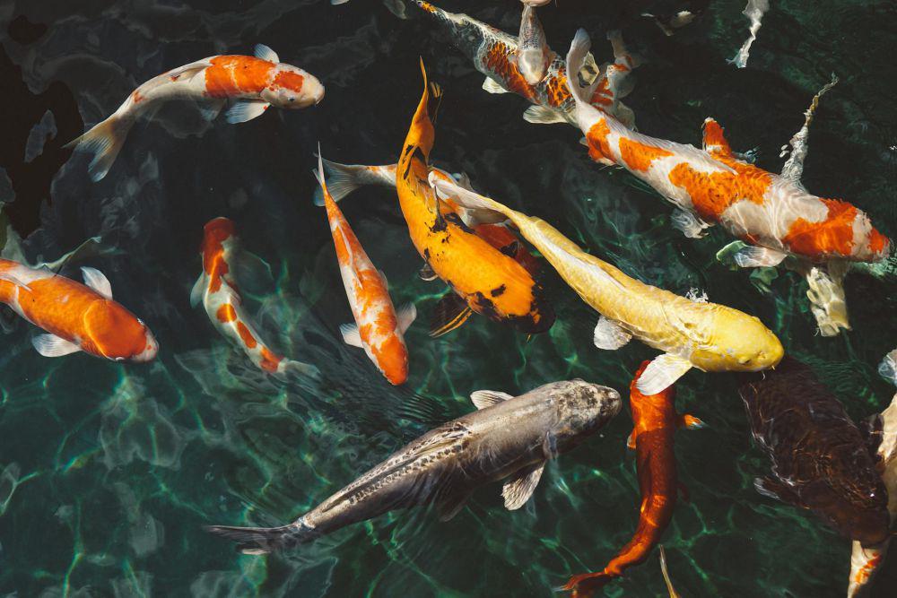 5 Arti Mimpi Melihat Ikan Koi, Tanda akan Mendapat Rezeki?