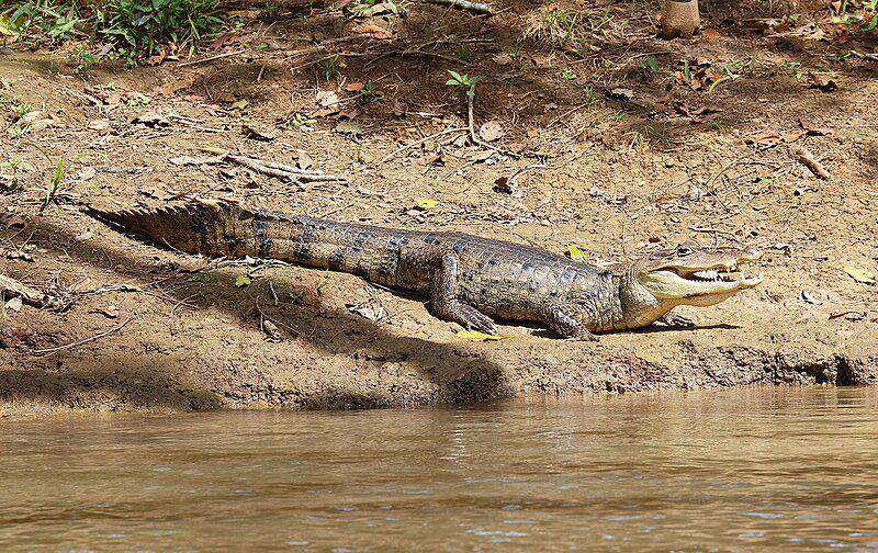 seekor kaiman berkacamata yang sedang berjemur di tepi sungai (commons.wikimedia.org/Bernard Gagnon)