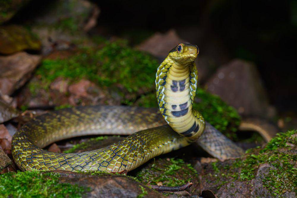 Ular kobra palsu (commons.wikimedia.org/Rushen)
