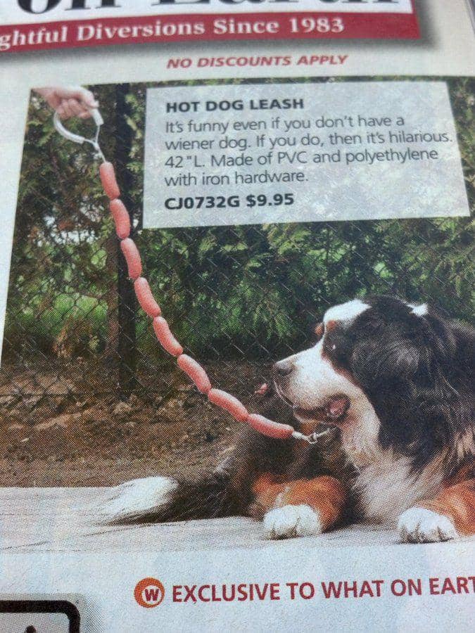 potret lucu tali anjing (twitter.com/tamaytay)