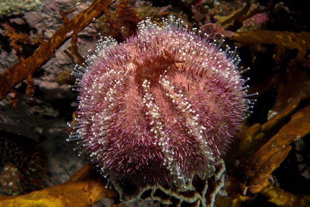 ilustrasi Amblypneustes elevatus (inaturalist.org/lcolmer)