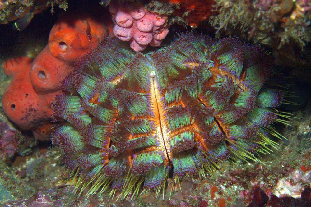 ilustrasi Asthenosoma ijimai (inaturalist.org/craigjhowe)