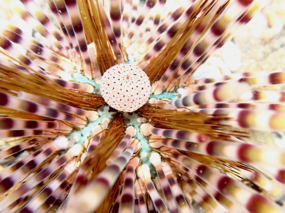 ilustrasi Echinothrix calamaris (inaturalist.org/lynsh)