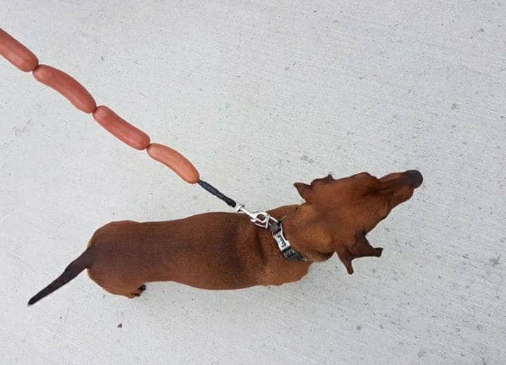potret lucu tali anjing (reddit.com/allysoncheynes)