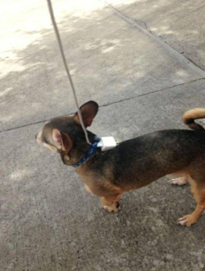 potret lucu tali anjing (reddit.com/allegeddeath)