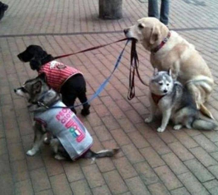 potret lucu tali anjing (reddit.com/Ecomcoupons)