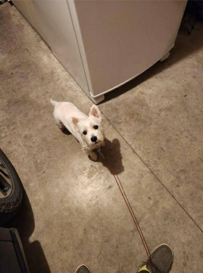 potret lucu tali anjing (reddit.com/JibreelND)